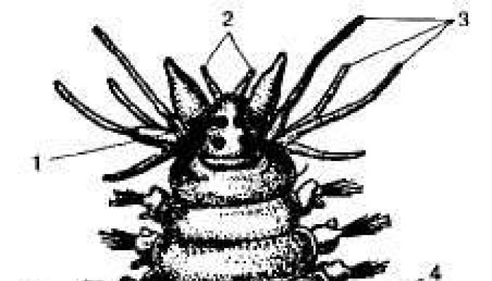 Ciri-ciri umum Annelida Tempat tinggal Annelida
