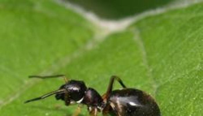 Razlaga sanj: zakaj sanjate o mravljah?